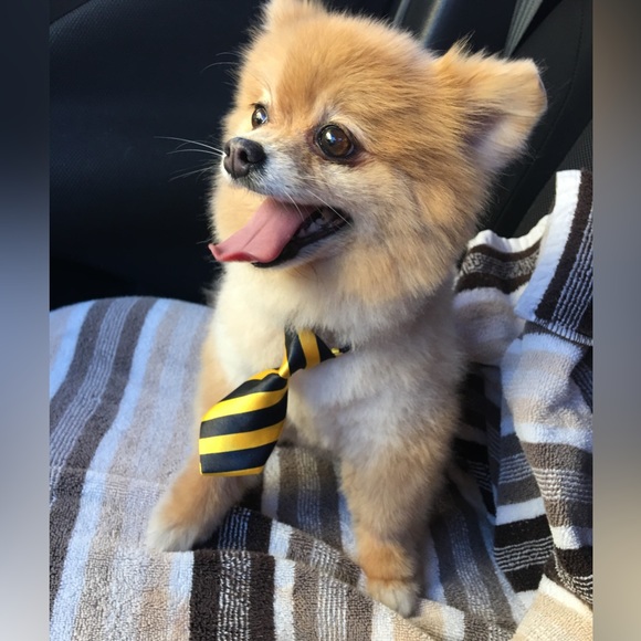 Meet your Posher! 🙋🏻♀️ - Picture 10 of 11